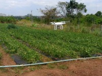 Projeto prevê uso de drones no combate a doenças e pragas no cultivo de tomate